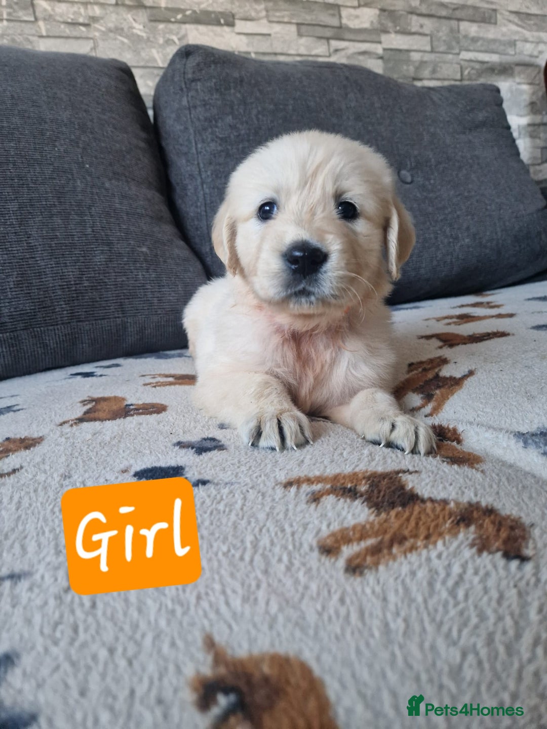 Golden Retriever dogs for sale: KC GoldenRetriver,READY NOW - Advert 12