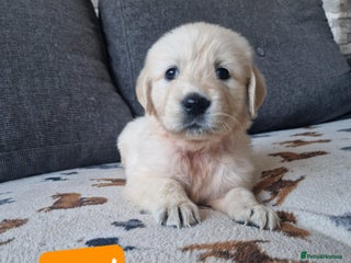 Golden Retriever dogs KC GoldenRetriver,READY DEC.20 - Advert 1