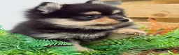 Pomsky dogs for sale: Stunning  **  Pomsky  - Advert 4