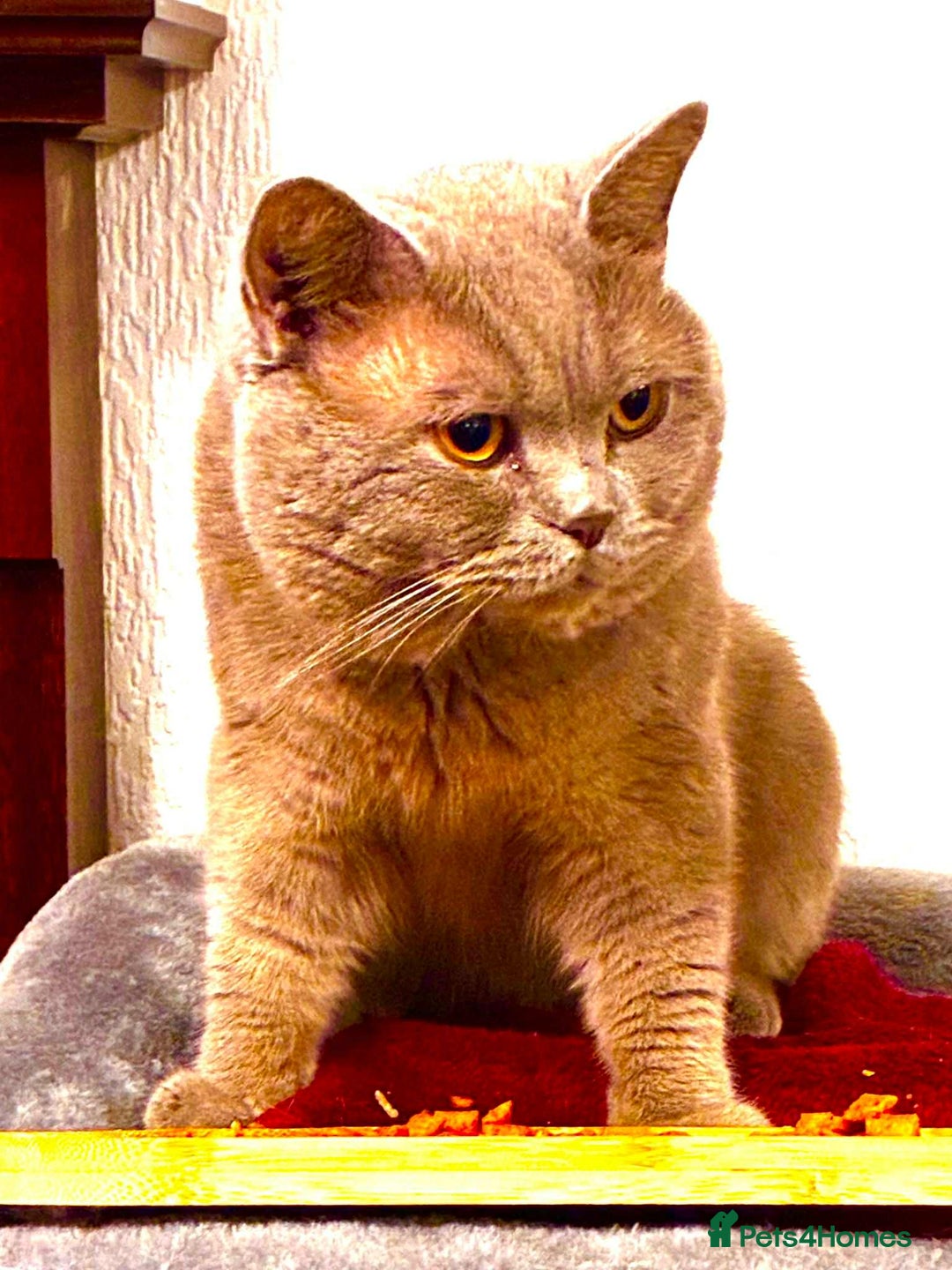 Scottish Fold cats for sale: 3 Scottish Fold Kittens for sale - Advert 17