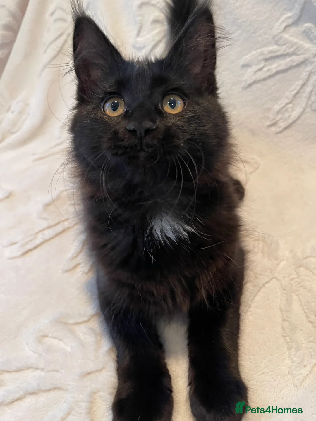 Maine Coon cats for sale: Champion line maine coon girls - Advert 2