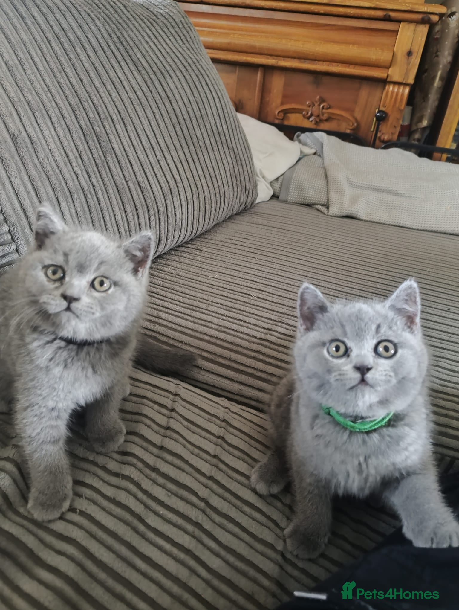 British Shorthair cats Gorgeous chunky British Shorthairs. - Advert 2