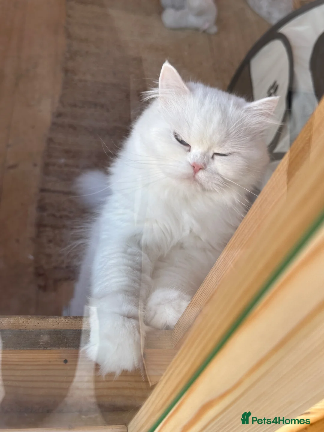 British Longhair cats for sale: British Long Hair Male - Advert 2