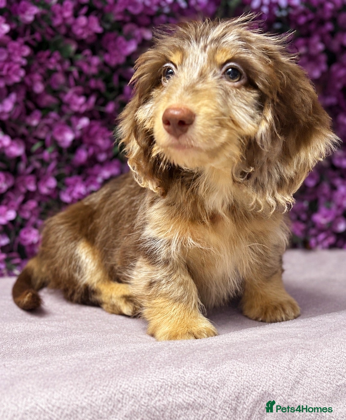 Miniature Dachshund dogs 🤎 MINIATURE DACHSHUNDS READY NOW 🤎 - Advert 1