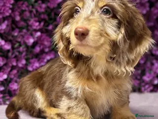 Miniature Dachshund dogs 🤎 MINIATURE DACHSHUNDS READY NOW 🤎 - Advert 1