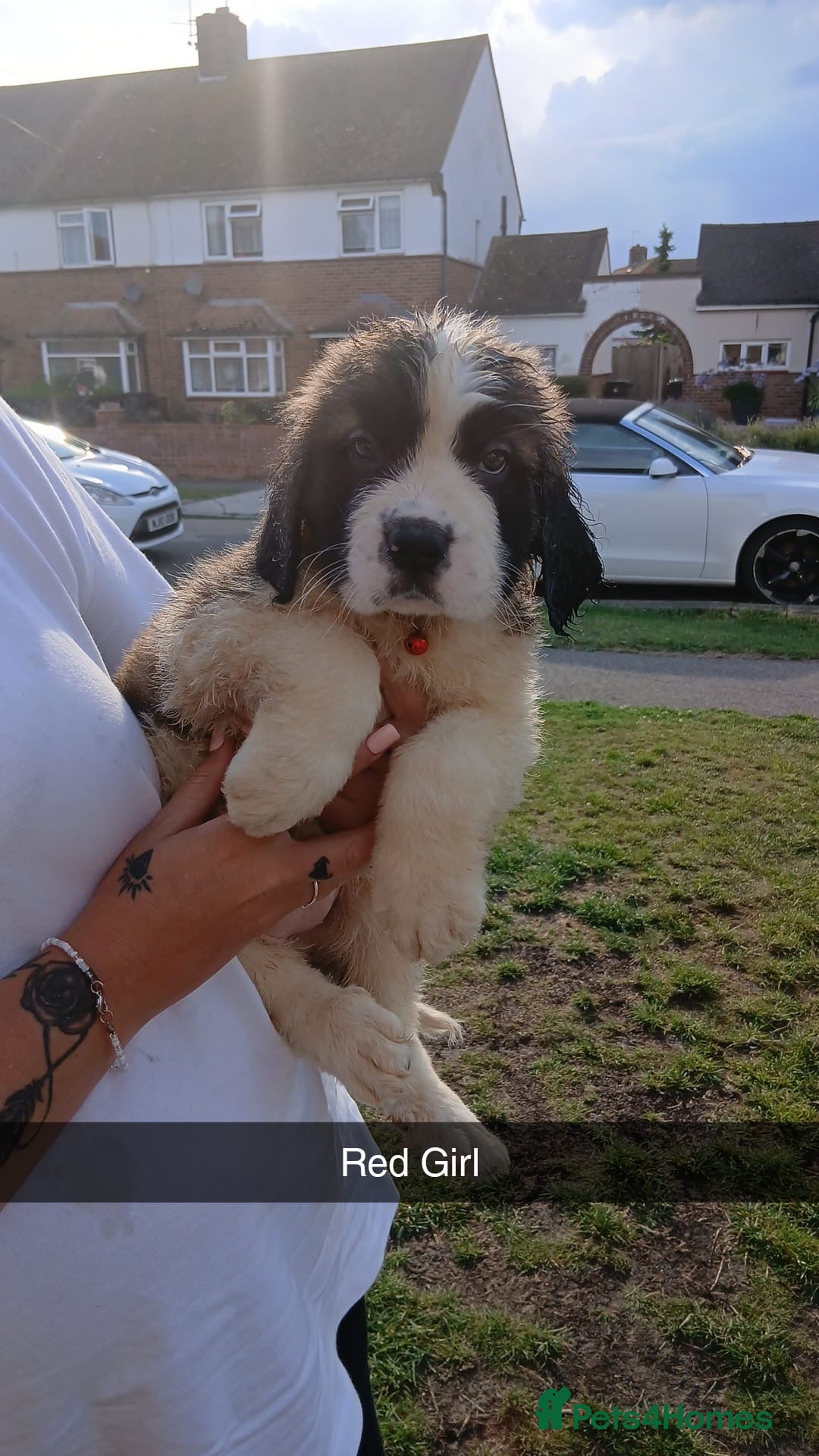 Saint Bernard dogs for sale: Saint Bernard puppies  - Image 12