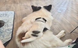 Akita dogs for sale: Quality Family Raised American Akita Puppies - Image 25