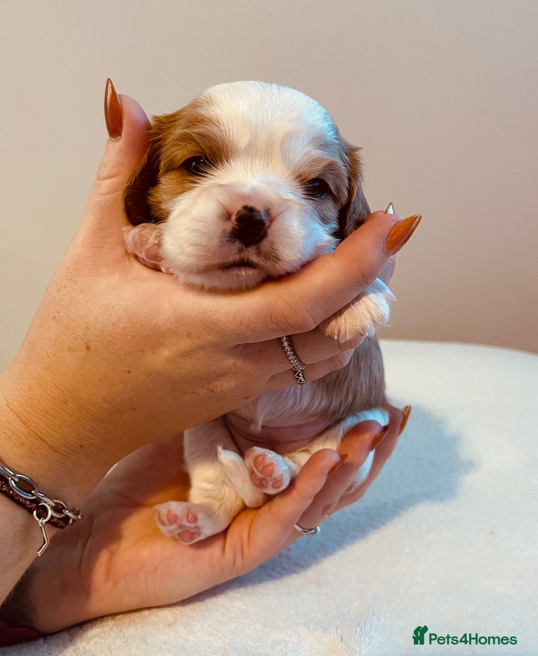 Cavalier King Charles Spaniel dogs for sale: Stunning KC Cavalier King Charles Spaniel Puppies. - Image 33