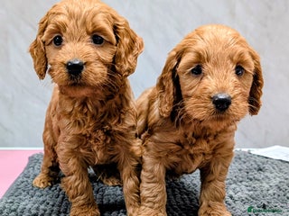Cockapoo dogs Licensed breeder, health tested F1 cockapoo pups - Advert 2