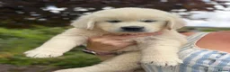 Golden Retriever dogs for sale: KC Cream litter from great health tested parents  - Advert 29
