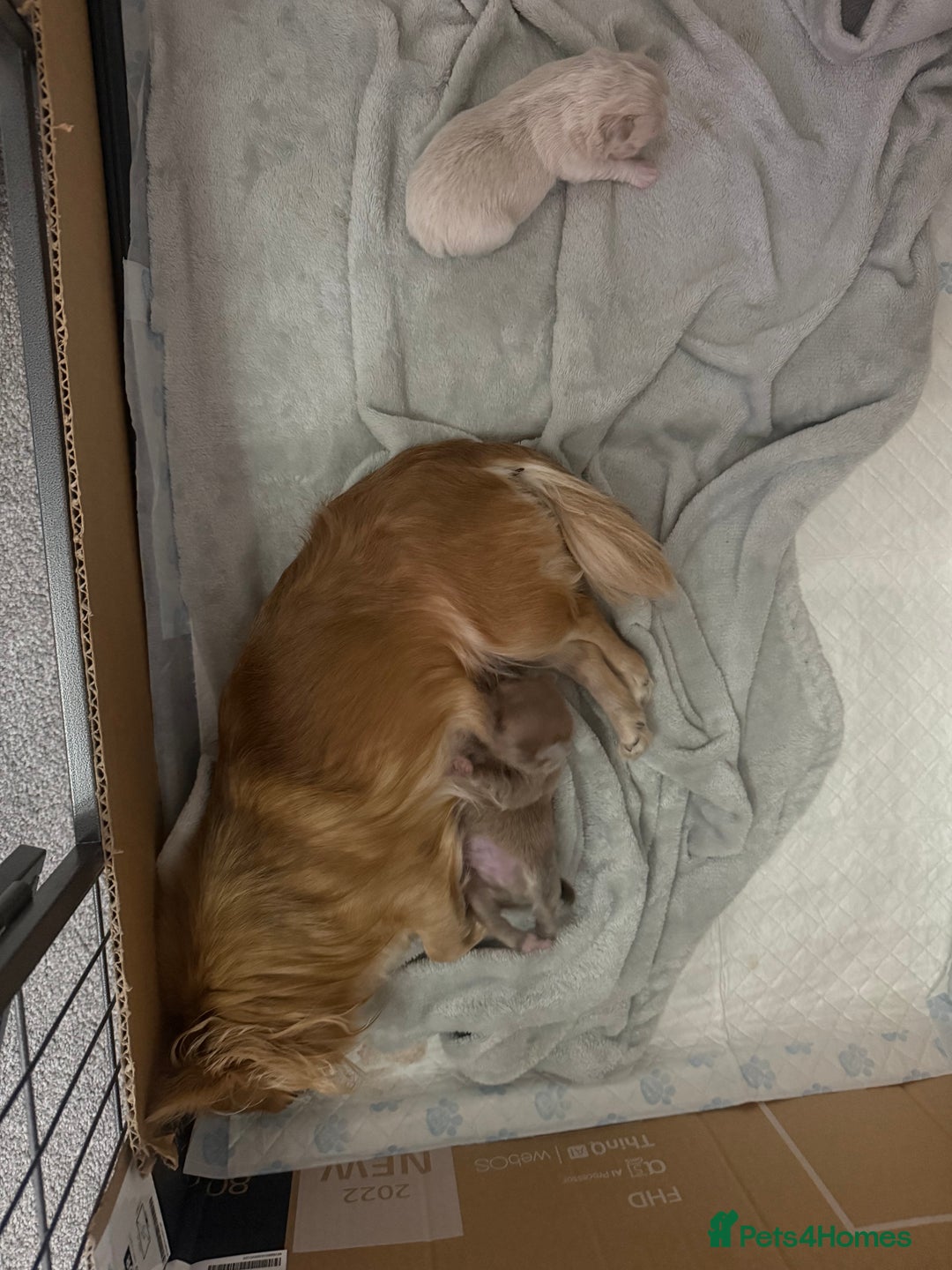 Chihuahua dogs for sale: Chihuahua puppies  - Image 8