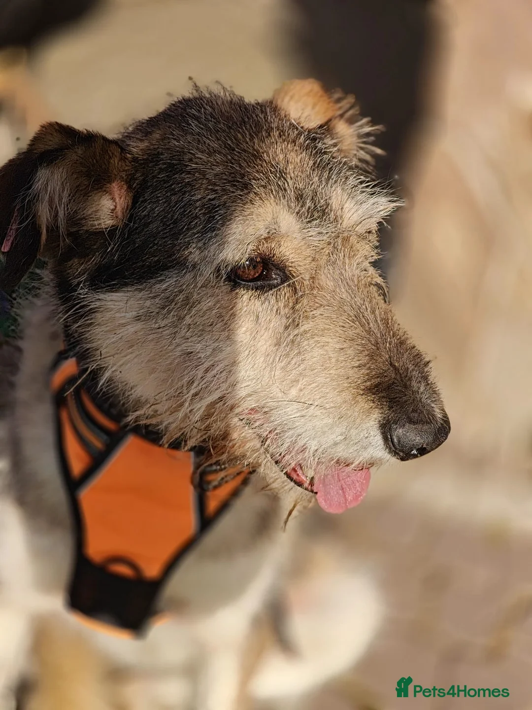 Mixed Breed dogs for adoption: ❤️Oxy❤️ 6,5 year old girl, upper-medium girl - Advert 10