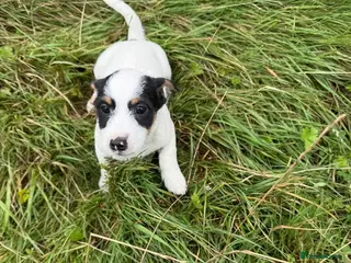 Jack Russell dogs Rough haired Jack Russell - Advert 1