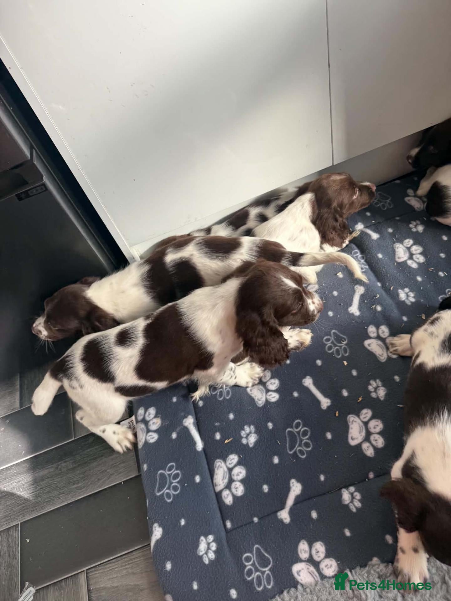 English Springer Spaniel dogs Springer spaniel pups - Advert 2