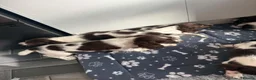 English Springer Spaniel dogs for sale: Springer spaniel pups - Advert 2
