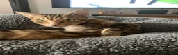Mixed Breed cats for sale: 2 half Bengal girl  in Oxford - Advert 8