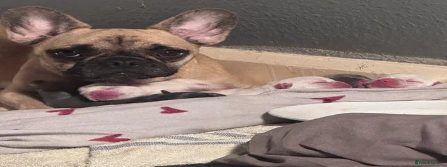 Bambi