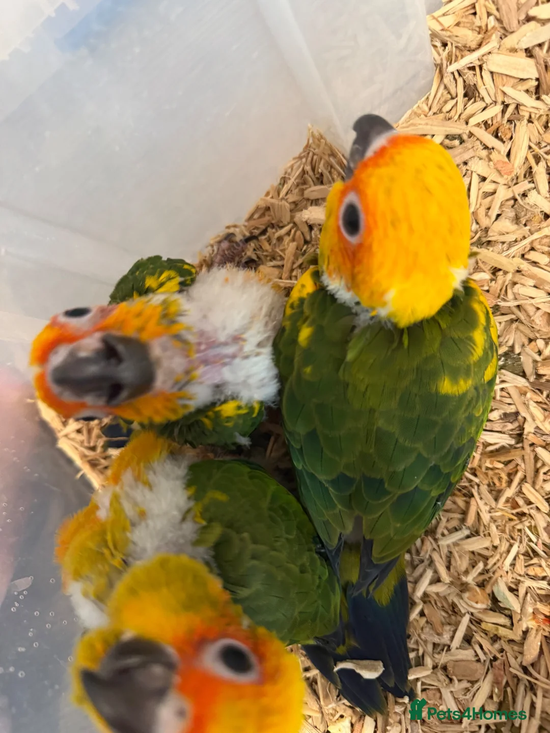Parrots birds for sale: Selling various handreared babies  - Advert 2