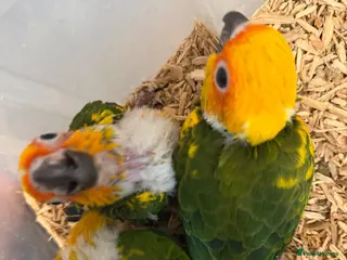 Parrots birds Selling baby handreared sun conures - Advert 1