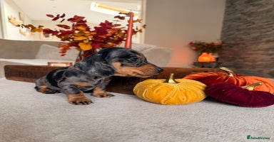 Miniature Dachshund dogs - Advert 4