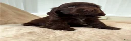 Cocker Spaniel dogs for sale: Extensively health tested KC Show Cocker Spaniels  - Advert 6