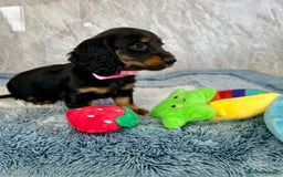 Miniature Dachshund dogs for sale: Miniature dachshund puppies  - Image 29