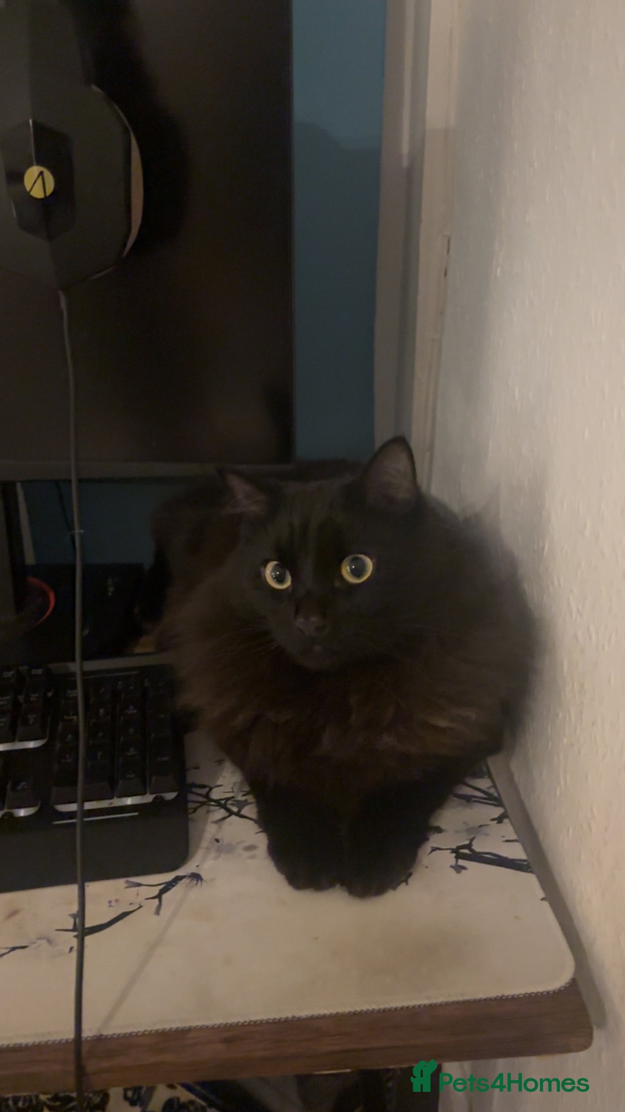 Mixed Breed cats Cat in need of a loving family  - Advert 5