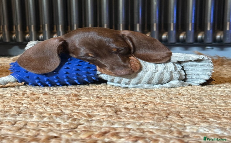 Miniature Dachshund dogs - Advert 2