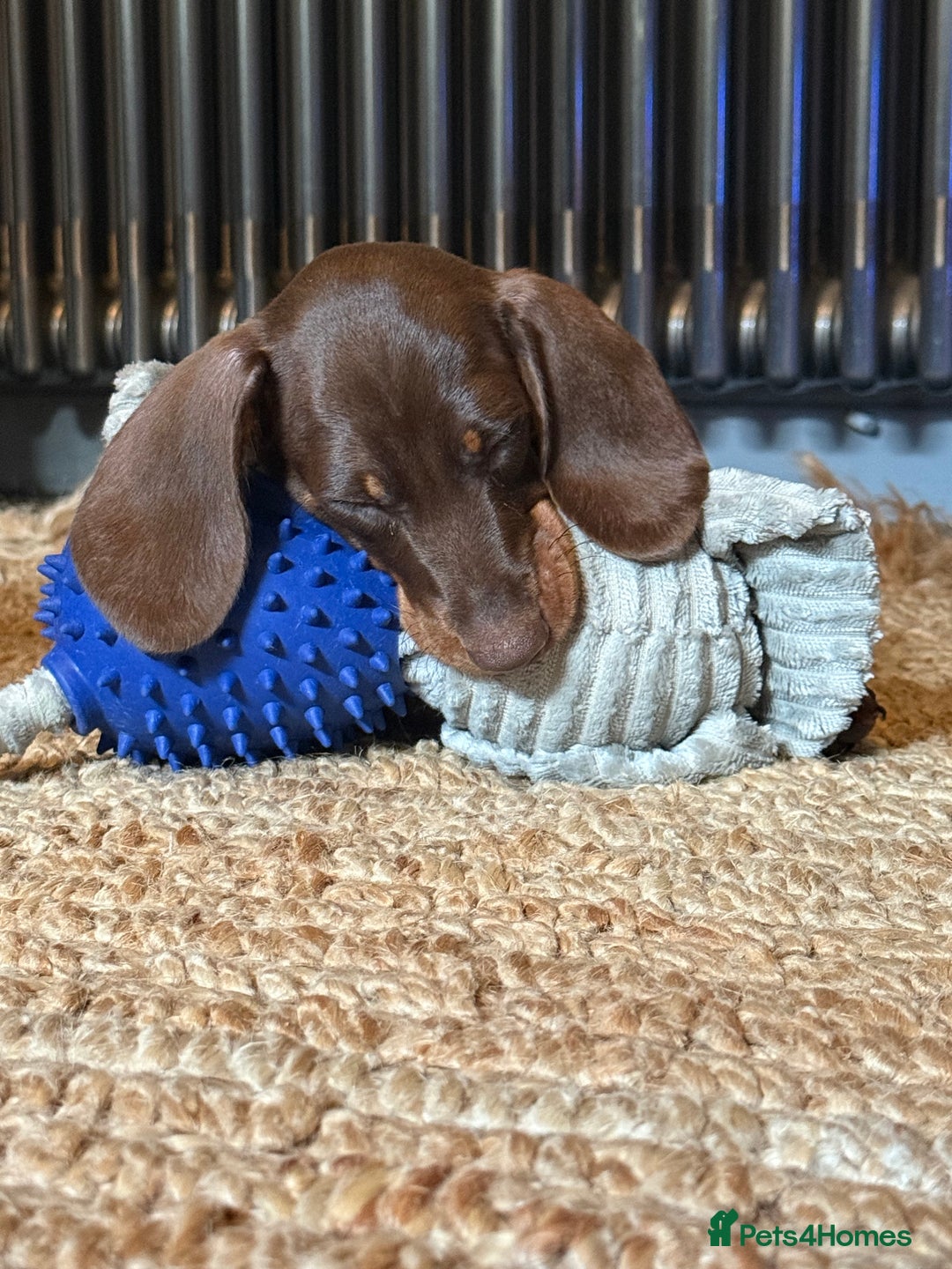 Miniature Dachshund dogs for sale: Available puppies at DELLM DAXIES 🐶 - Image 11