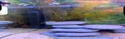 Axolotl reptiles for sale: Axolotl Eggs - Advert 4