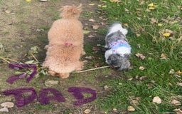 Mixed Breed dogs for sale: Shihpoo puppies  - Advert 6