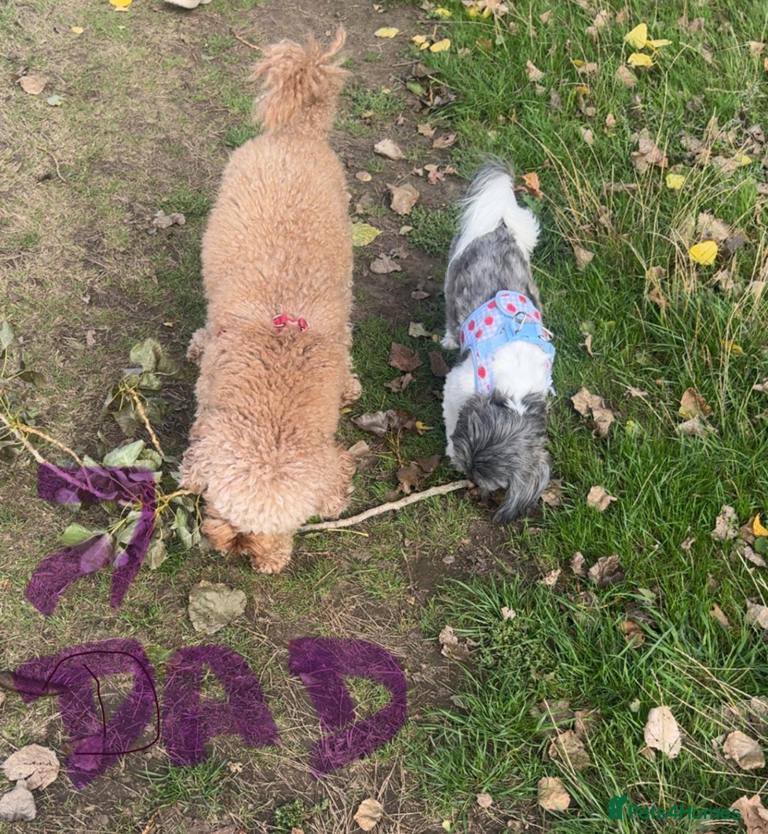 Mixed Breed dogs for sale: Shihpoo puppies  - Advert 6