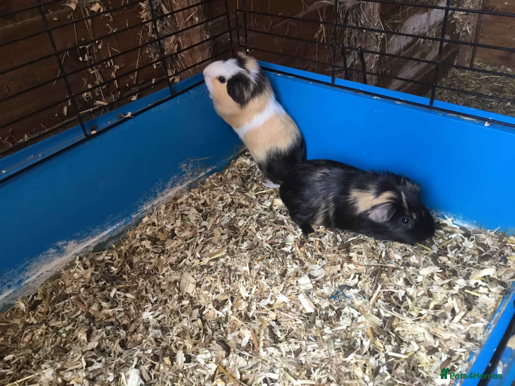 Guinea Pig rodents baby males, ready now  - Advert 18
