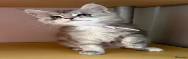 Maine Coon Kitten 4