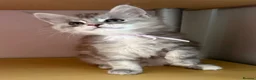 Maine Coon cats for sale: Beautiful Maine Coon babies  - Advert 11