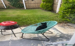 Mixed Breed cats for sale: Male  - Image 3