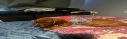 Dachshund dogs for sale: Dachshund boy  - Advert 2