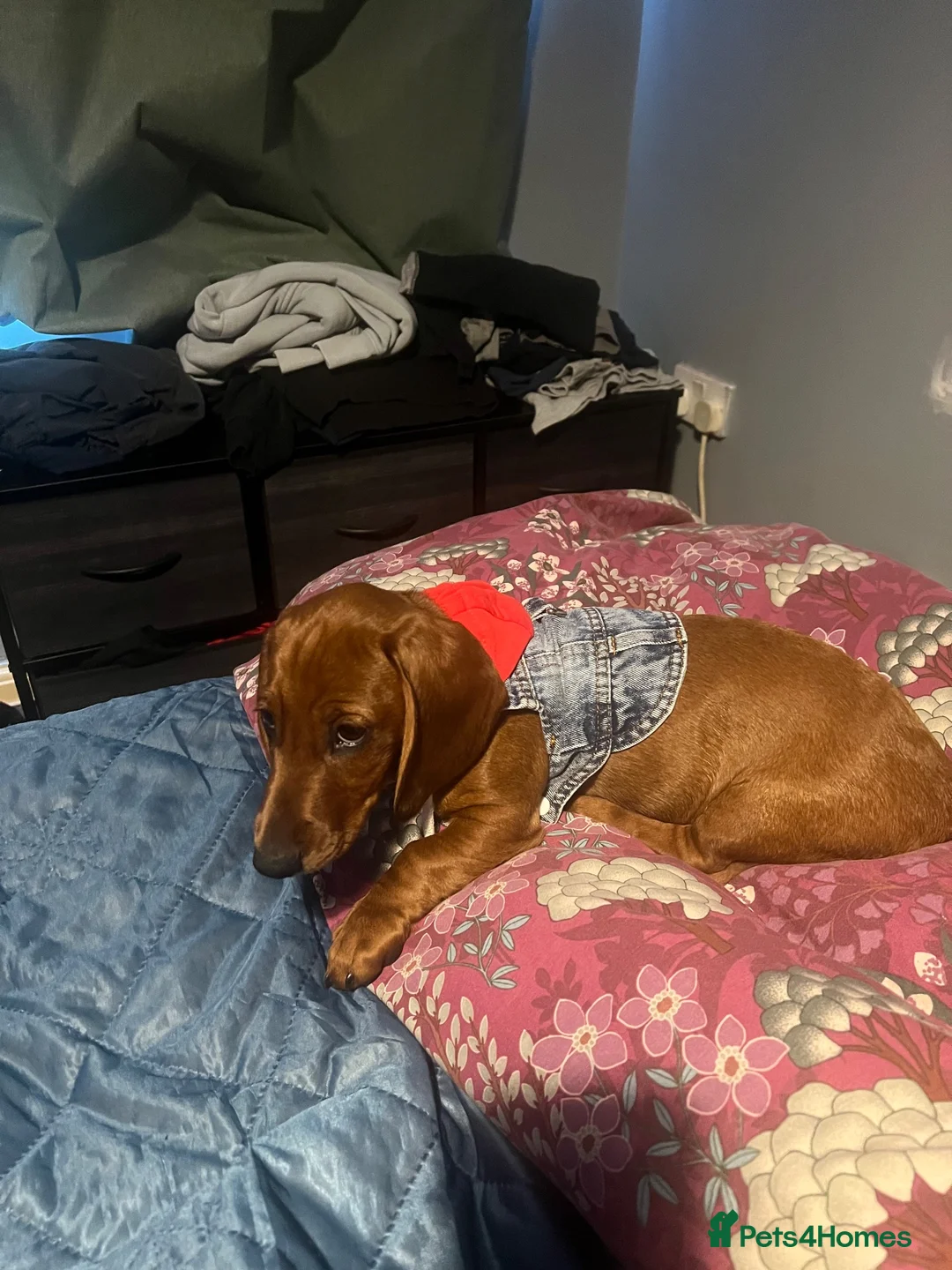 Dachshund dogs for sale: Dachshund boy  - Advert 2