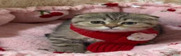 Scottish Fold cats for sale: Golden Tabby Kittens  - Advert 29