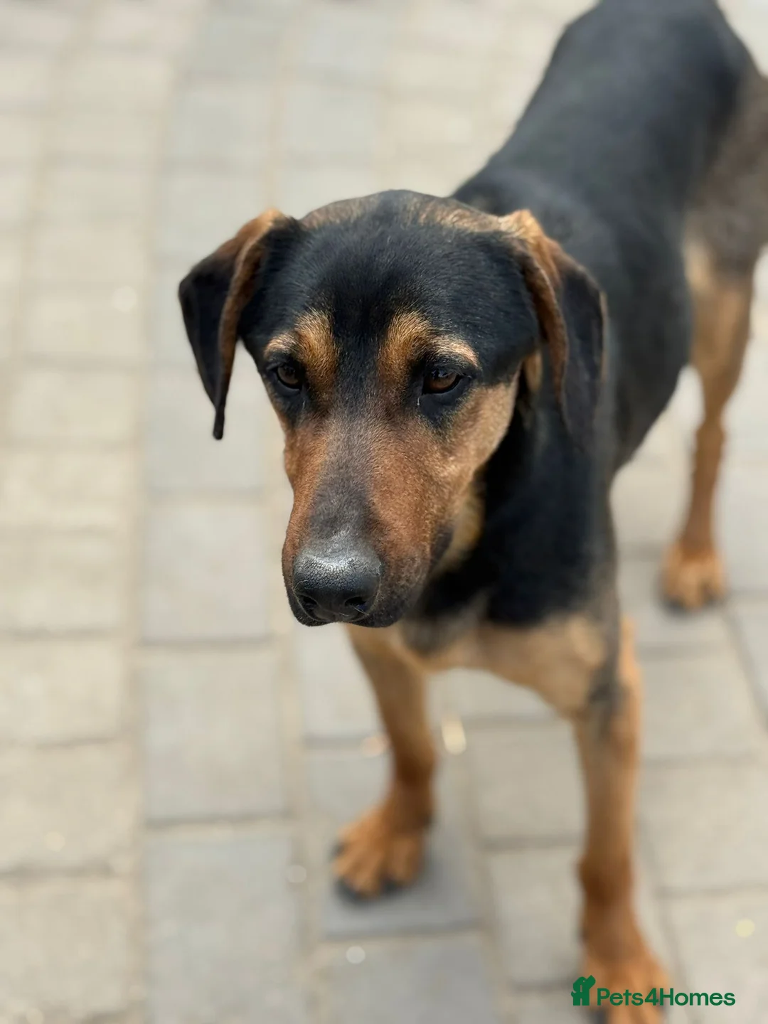 Mixed Breed dogs for adoption: Cute Pedro is ready to find his family - Advert 2