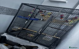 Cockatiels birds for sale: Male&female cockatiel for sale - Image 18