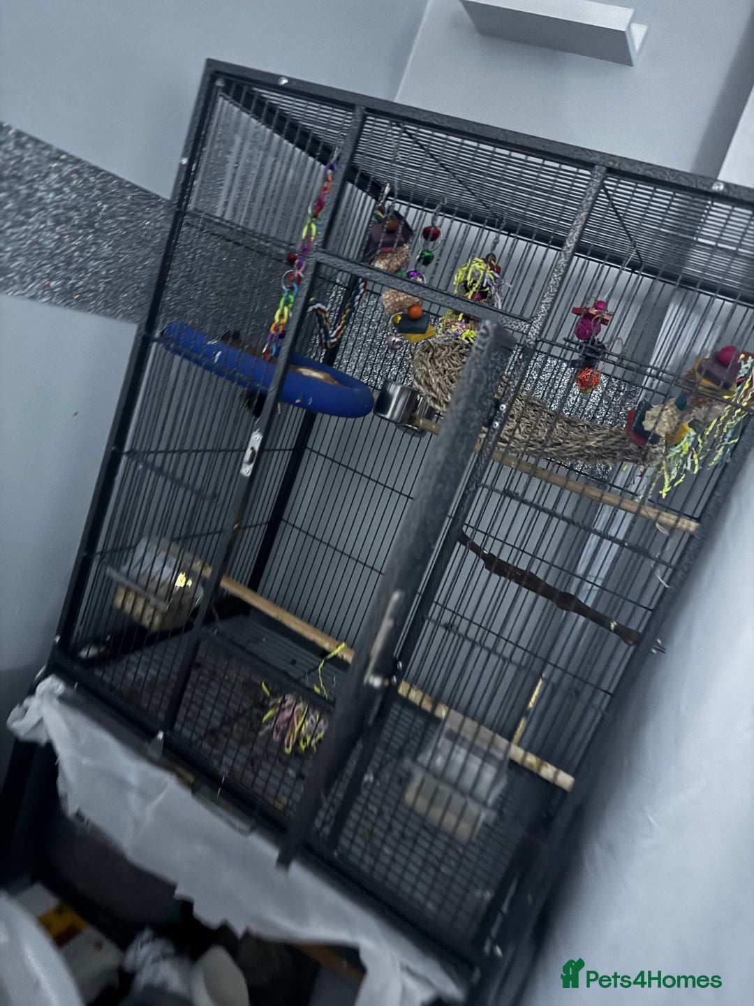 Cockatiels birds for sale: Male&female cockatiel for sale - Image 18