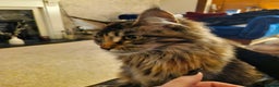 Maine Coon cats for sale: Maine coons Nellie & Dollie to stay as a pair.  - Advert 8