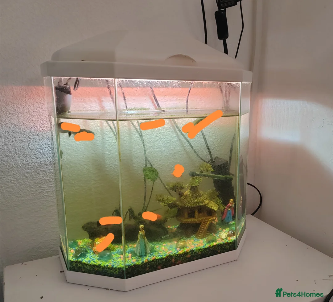 Finches birds for sale: Yellow male budgy - Advert 2