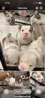 English Bulldog dogs - Advert 6