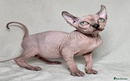 Sphynx cats for sale: Charming Tortie Kitten with TICA is ready now! - Image 2