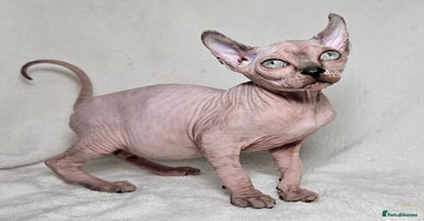 Sphynx cats - Advert 2