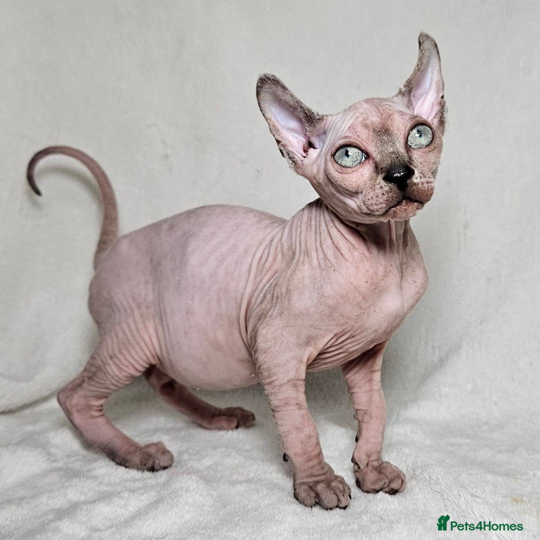 Sphynx cats for sale: Charming Tortie Kitten with TICA is ready now! - Image 2