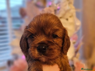 Cavalier King Charles Spaniel dogs Cavalier king charles spaniel puppies - Advert 17