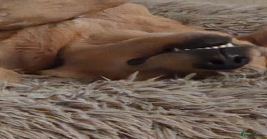 Labrador Retriever dogs - Advert 16